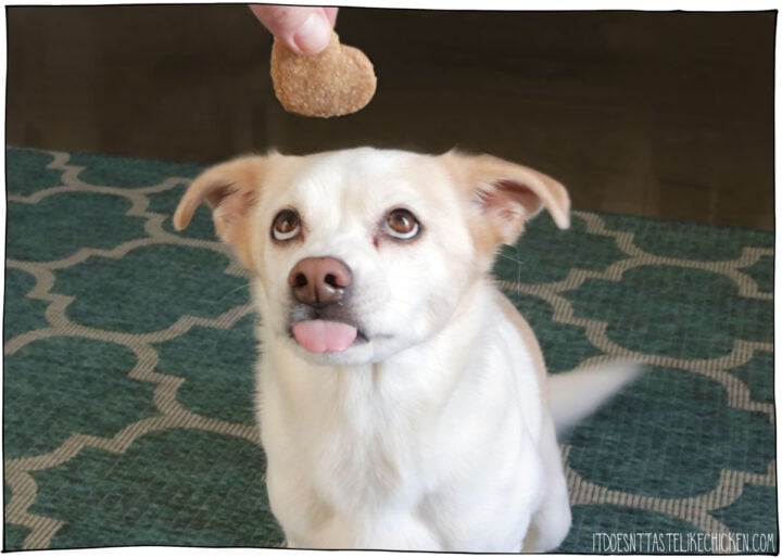 Easy Homemade Dog Treats are made with just 3 ingredients! All it takes is banana, peanut butter, and oats and you can make these cute cookies for your pup, or for a doggy friend of yours. Not only are these easy to make, but they are so much more affordable than store-bought treats and dogs LOVE them! #itdoesnttastelikechicken #dogrecipes