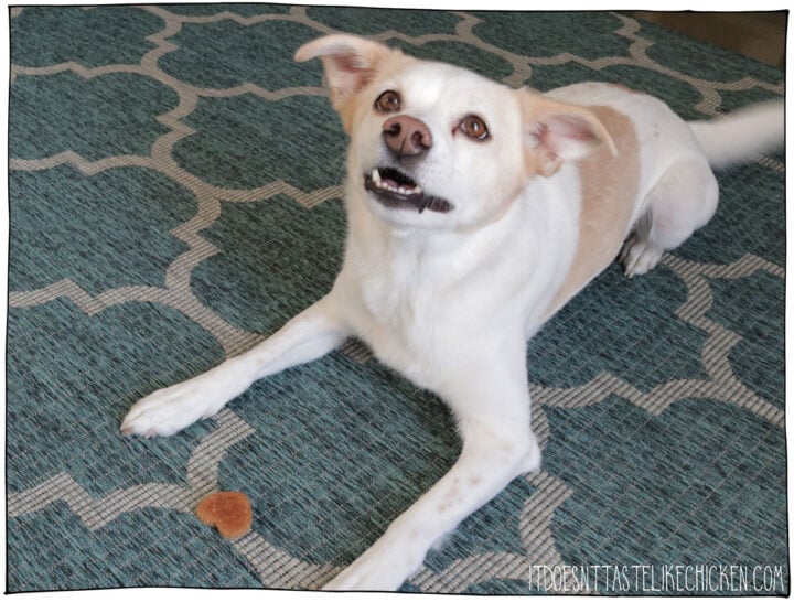 Chickpea Dog loves these homemade cookies!