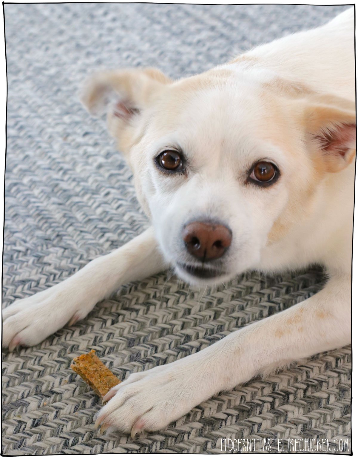 These healthy dog treats are easy to make and full of ingredients that are good for your dog. These treats help freshen breath, improve skin and coat health, and are packed with fiber, and nutrients your dog needs.  Best yet, dogs love them!! #itdoesnttastelikechicken #dogrecipe #dogtreats #dog