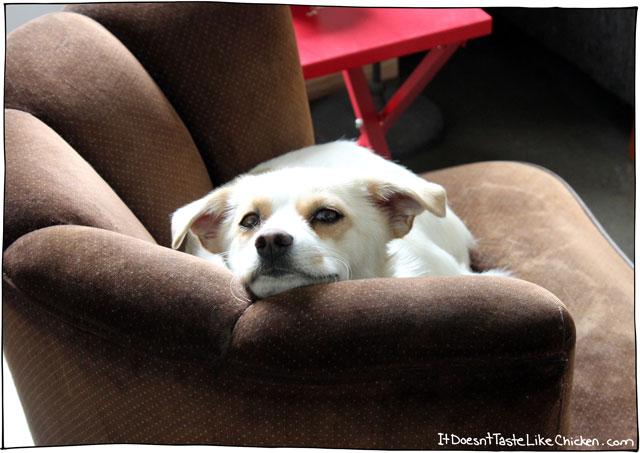 Introducing Chickpea, my new rescue dog!