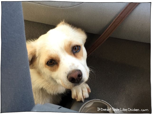 Introducing Chickpea, my new rescue dog!