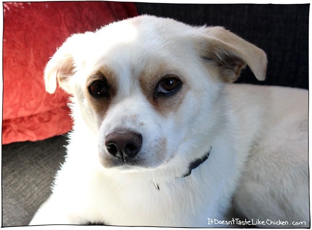 Introducing Chickpea, my new rescue dog!