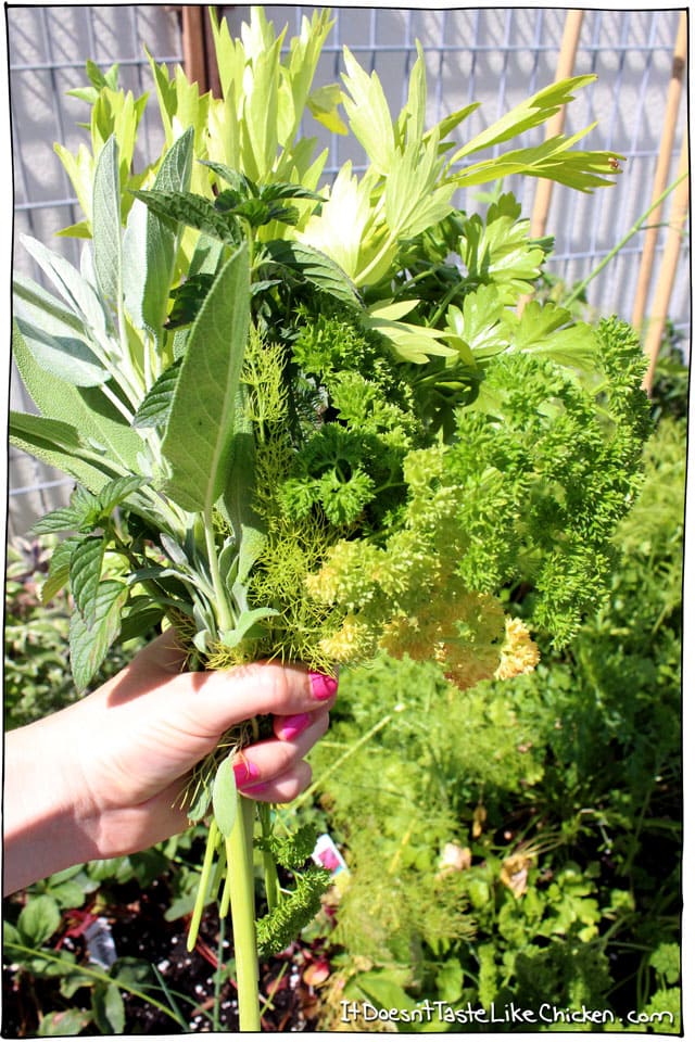 Mixed Herb Vegan Pesto! A DIY recipe using the herbs that you have. A great way to use up leftover herbs or herbs from your garden. Freezes perfectly. #itdoesnttastelikechicken