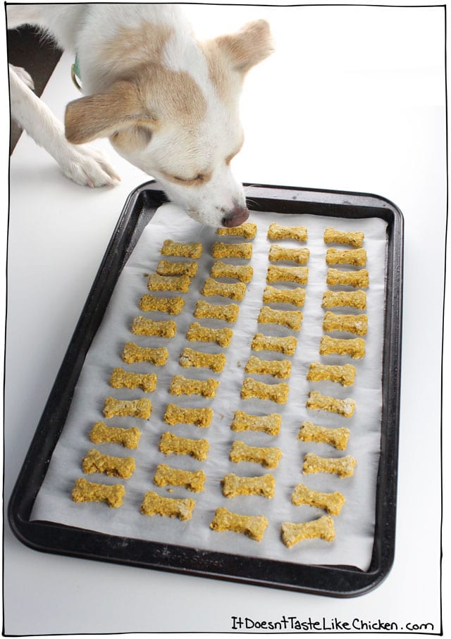 Pumpkin & Peanut Butter Dog Treats are so easy to make and so much cheaper than store-bought. Just 3 ingredients! #itdoesnttastelikechicken #dogtreats #dogtreatsrecipe